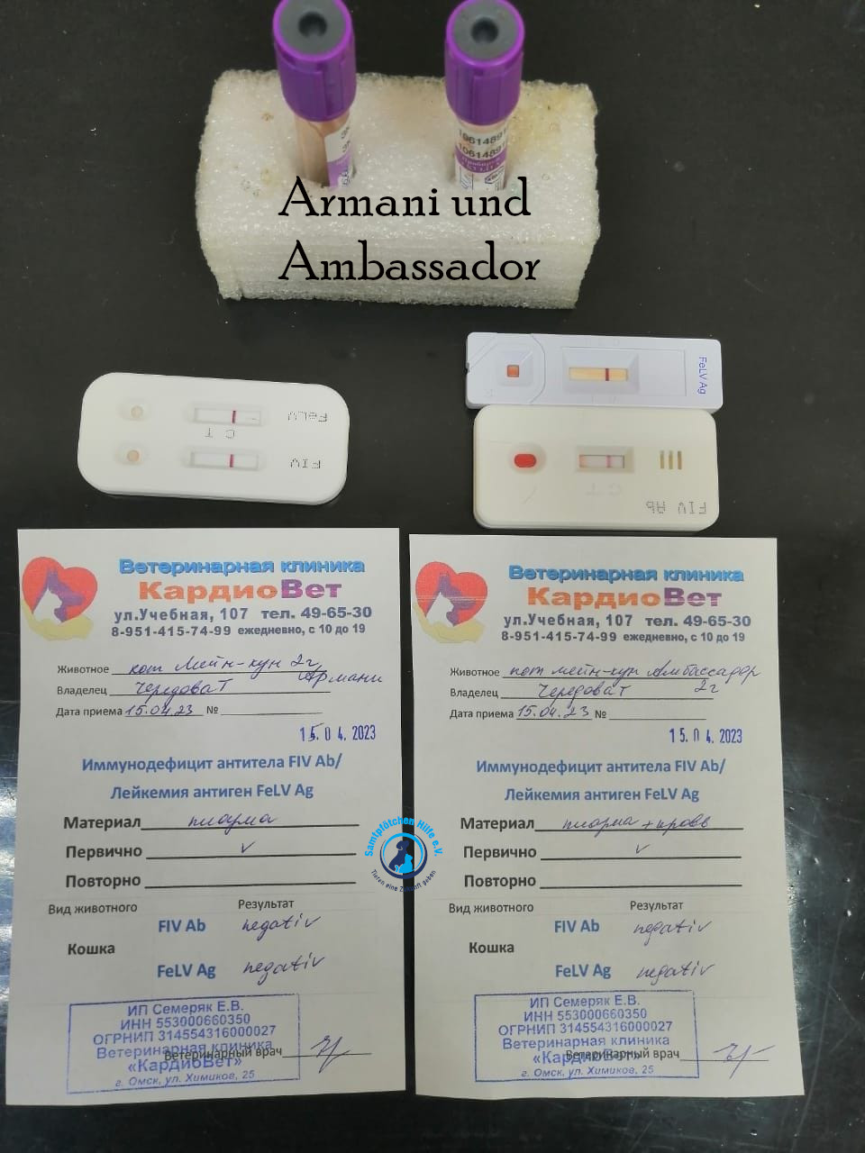 Fremde_Katzen/Armani und Ambassador/Armani und Ambassador13mN.jpg